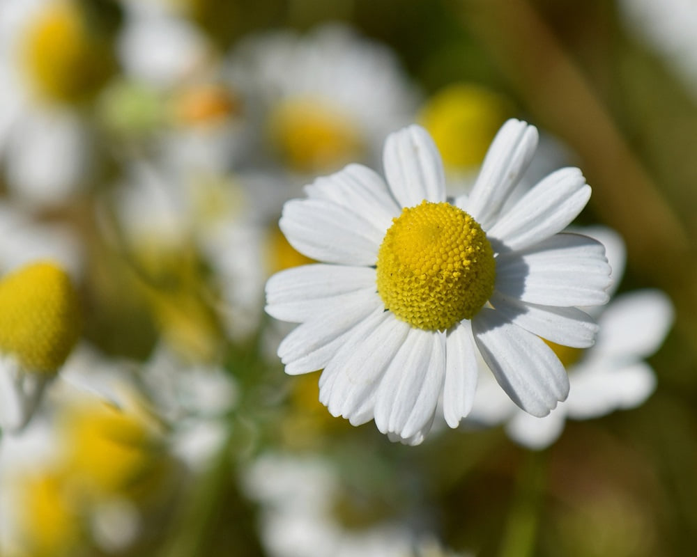 flower-6282371_1920roman_chamomile_1000800 羅馬洋甘菊純露功效百科