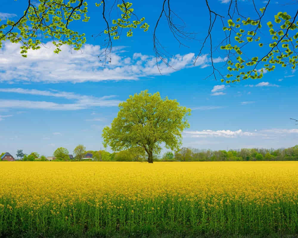 rapeseed-6599950_1920_1000 【黃帝內經】裡面讓你終生受益的24節氣養生秘訣