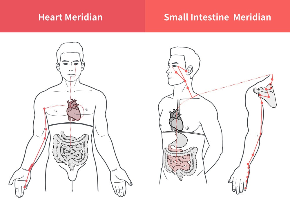 shutterstock_1967711377Medical-illustration-for-explanation-heart-and-small-intestine-meridian_1000 分享心血虛與心氣虛的實證案例