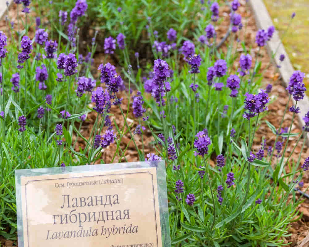 shutterstock_bed-flowering-lavender-lavandula-hybrida-botanical-1054947314_醒目薰衣草1000800 醒目薰衣草精油功效百科