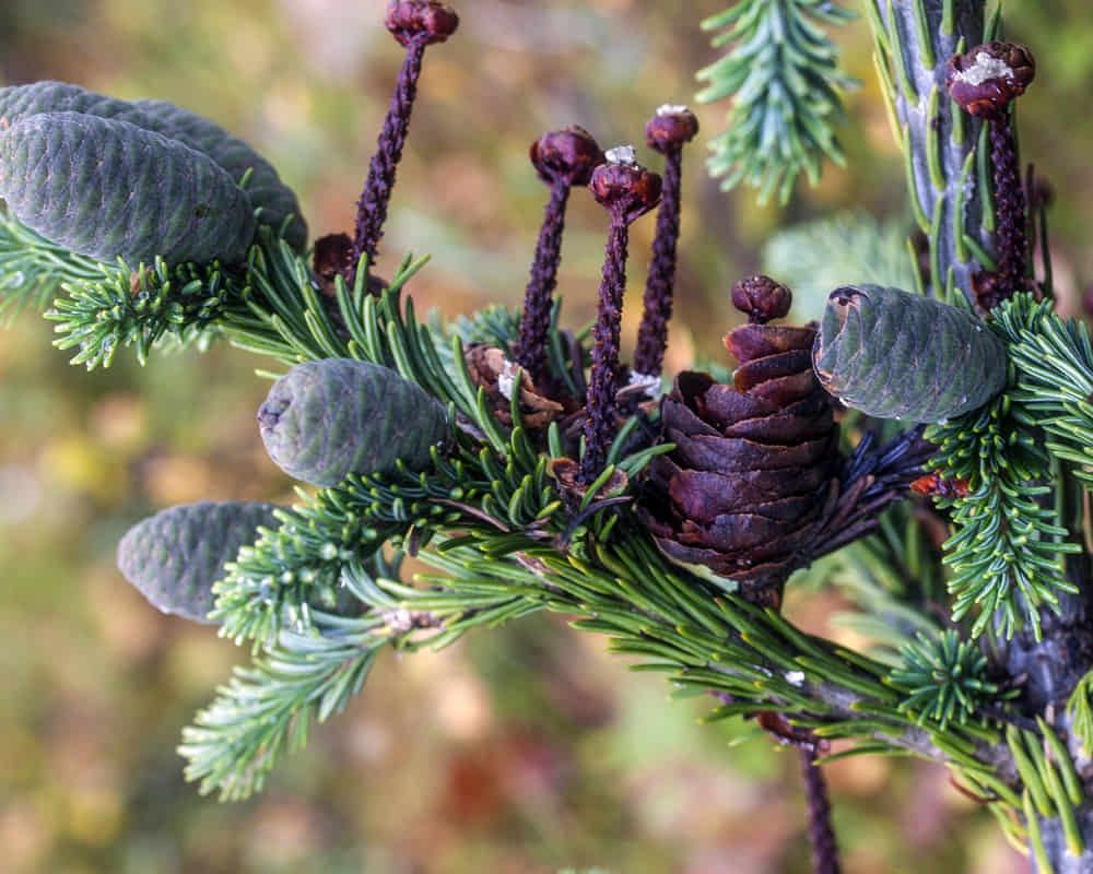 shutterstock_branch-abies-sibirica-cones-old-young-779859121_冷杉_1000800 冷杉精油功效百科