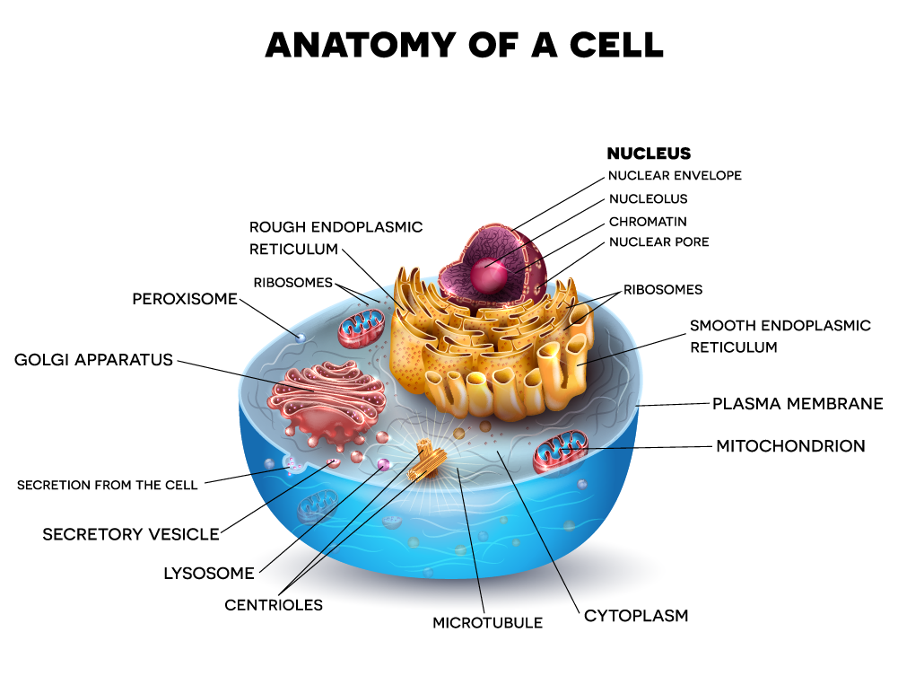 shutterstock_cell-cross-section-structure-detailed-colorful-370513661-轉換1000 癌細胞怎麼生成的？癌症越治越多的真正原因