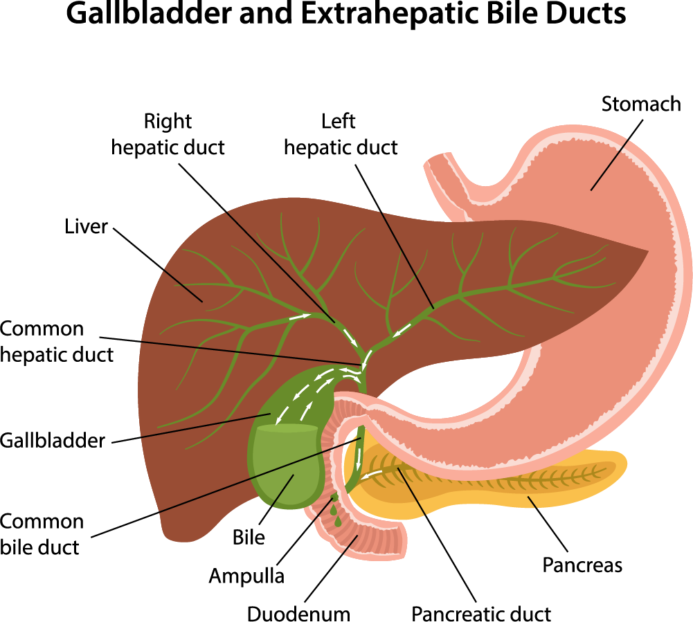 shutterstock_circulation-bile-gallbladder-extrahepatic-ducts-description-1382644745-轉換1000 首頁