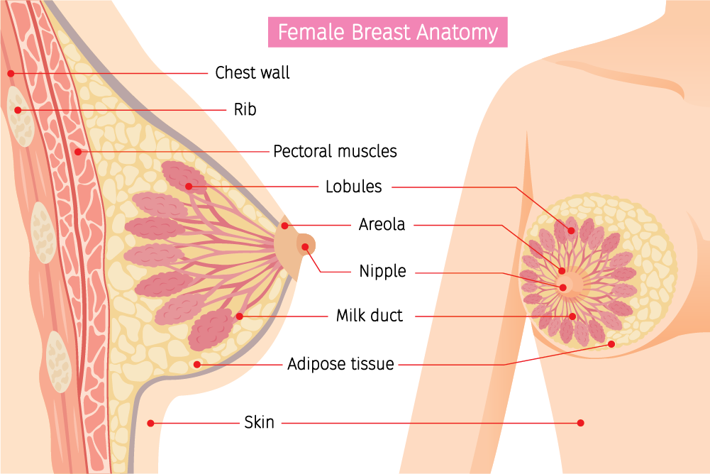 shutterstock_cross-section-female-breast-anatomy-mammary-678261625-轉換1000 你的身體是從哪裡開始老的？身體各器官的老化年限
