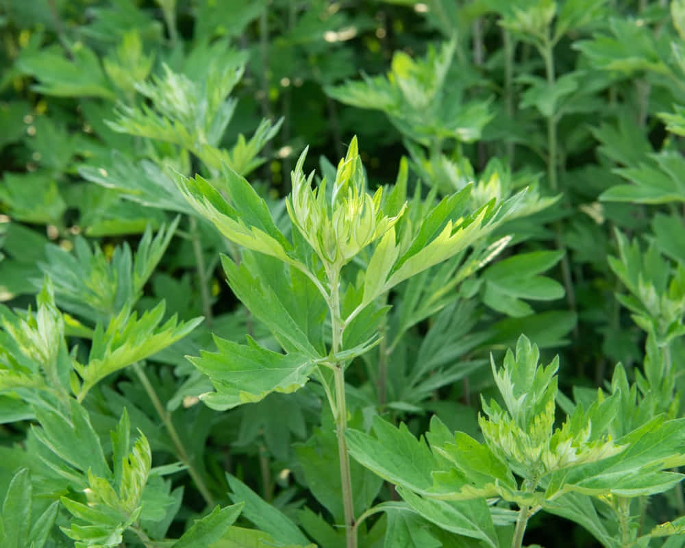 艾草精油功效百科 國際香草精油經絡學會