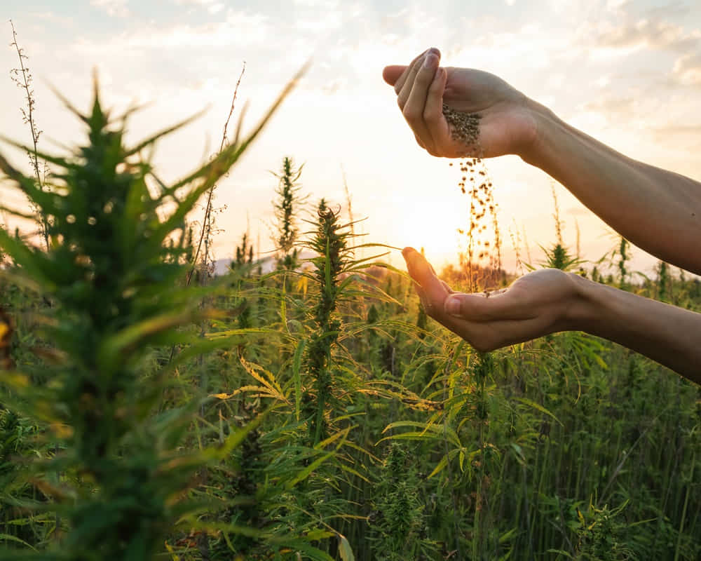 shutterstock_hemp-farmer-holding-cannabis-seeds-hands-1870050826_plant_seed_1000800 中醫談改變命運的七個終極方法