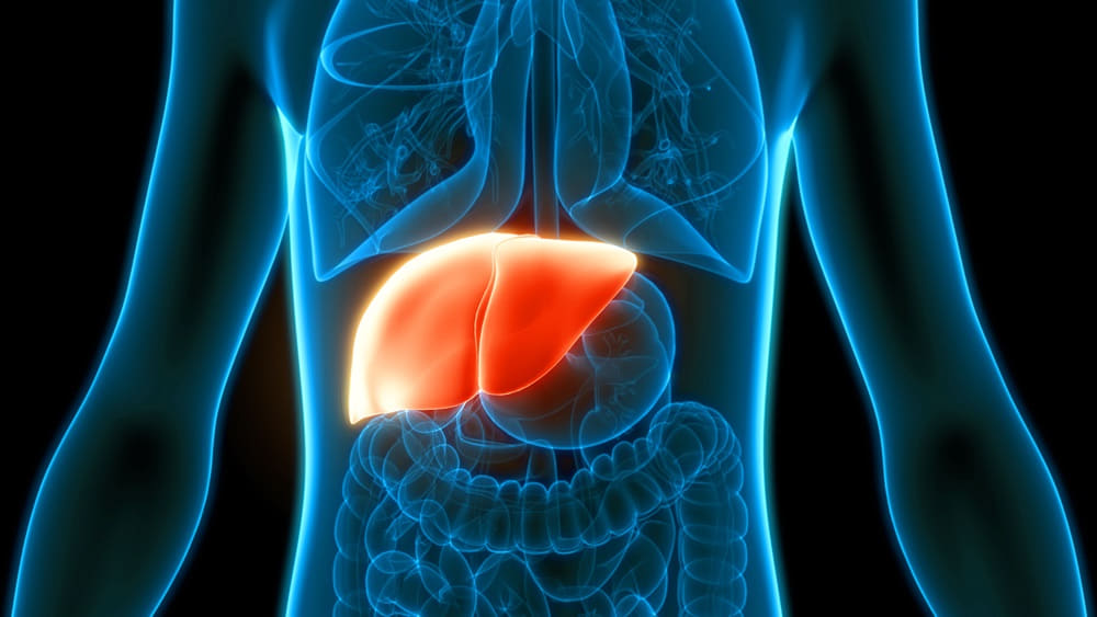 shutterstock_human-internal-digestive-organ-liver-anatomy-1737449291_1000 你所不知道的「養肝」