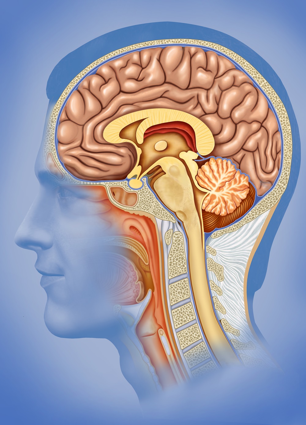 大腦悄悄變小了？認識腦萎縮的原因、影響與對策