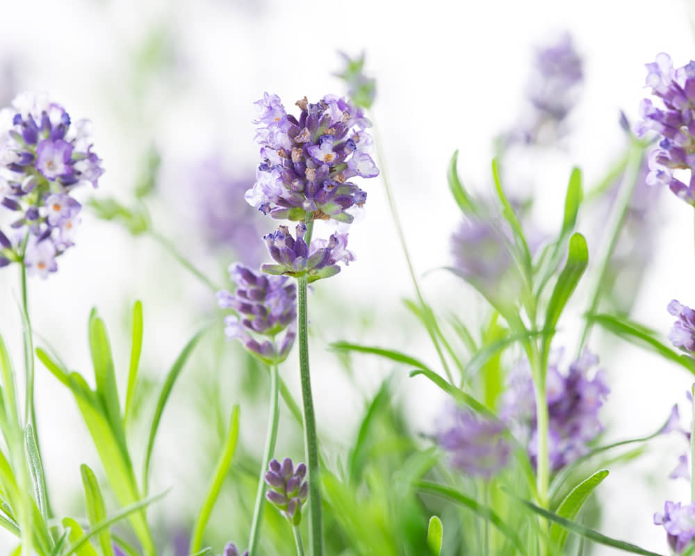 shutterstock_lavender-flower-close-lavandula-officinalis-606824768_安古薰衣草1000800 薰衣草精油功效百科