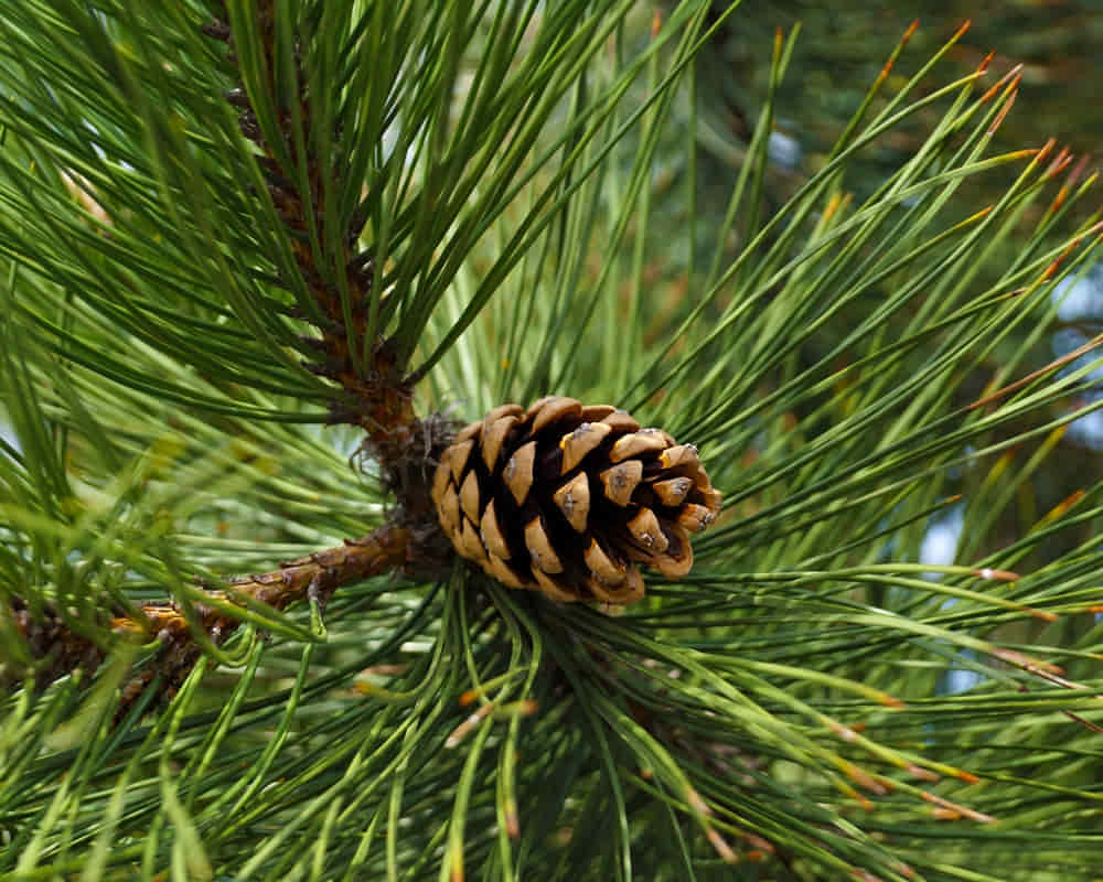 shutterstock_pinus-nigra-austrian-pine-black-species-1068118772_黑松1000800 黑松精油功效百科
