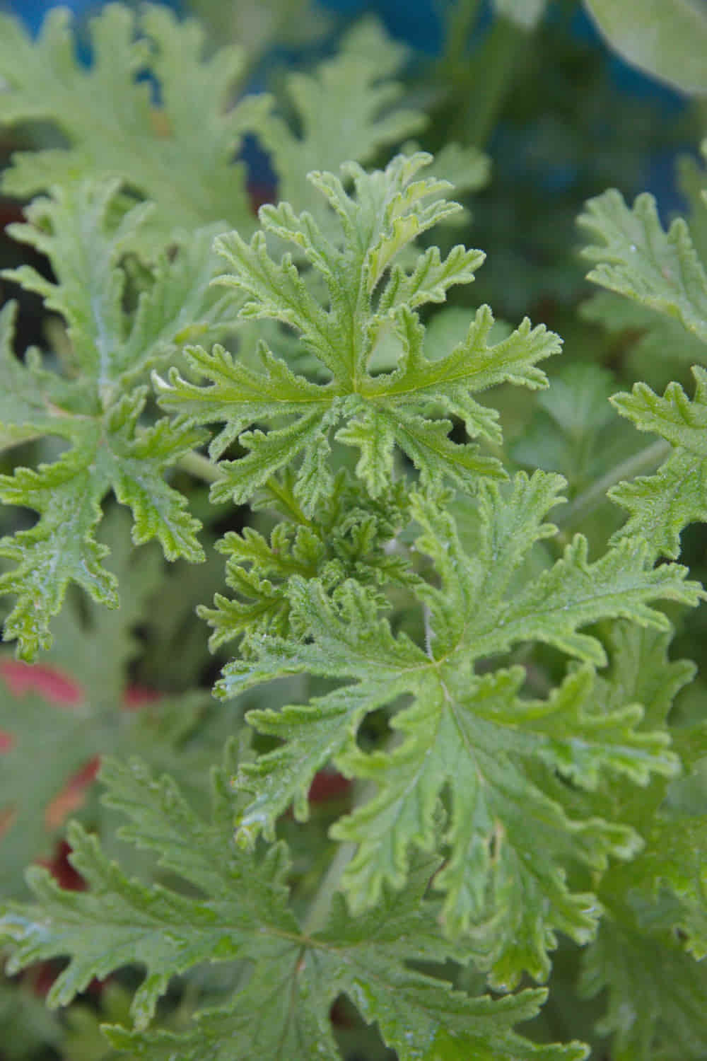 shutterstock_scented-geranium-pelargonium-graveolens-asperum-ornamental-1645148743_1000 玫瑰天竺葵精油功效百科