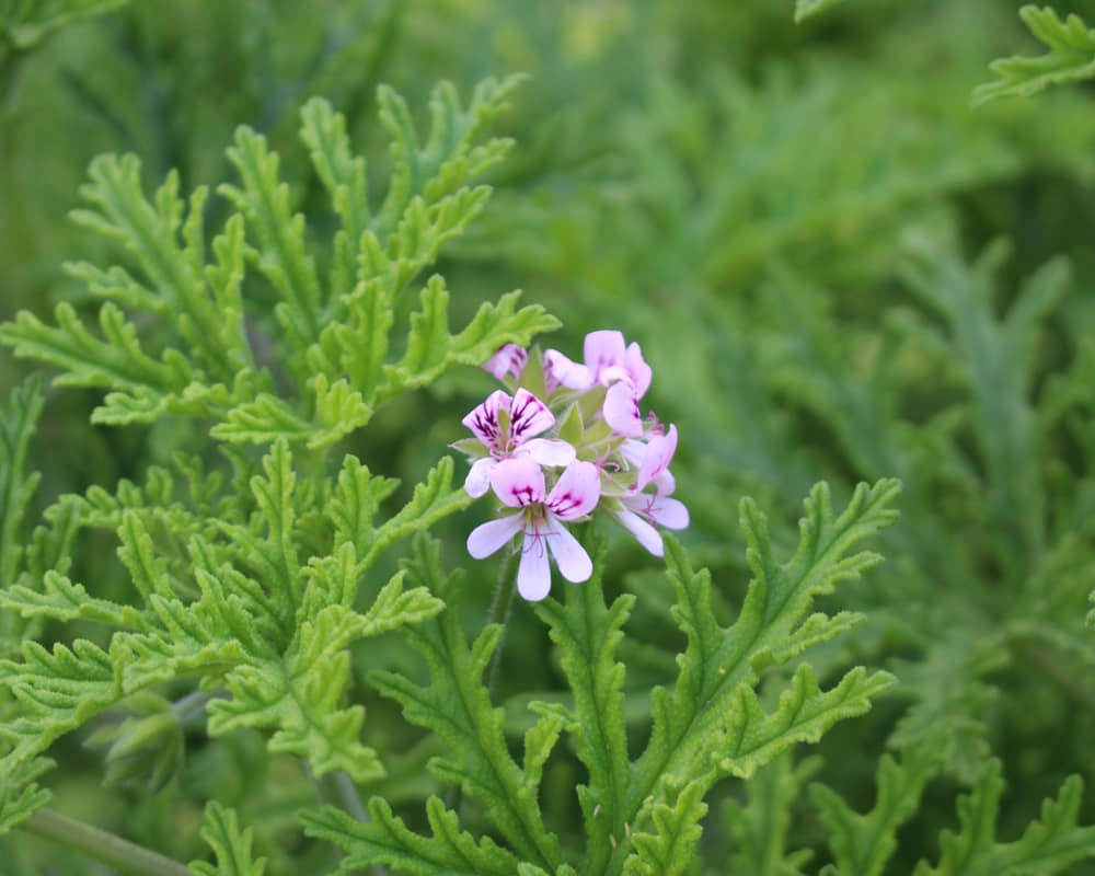 shutterstock_sweet-scented-geranium-flowers-rose-wild-1840646338_1000 玫瑰天竺葵純露功效百科