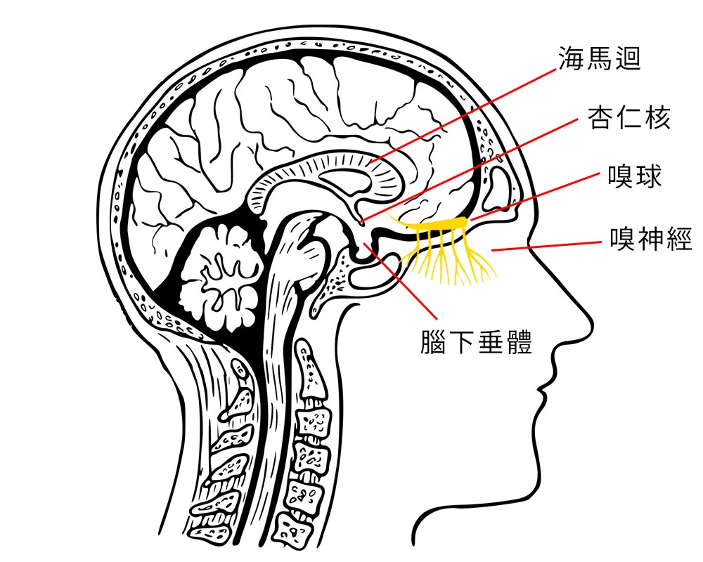 嗅神經 記憶力退化非小事！中醫腦科學解密：從穴位按摩到嗅覺療癒，找回大腦活力