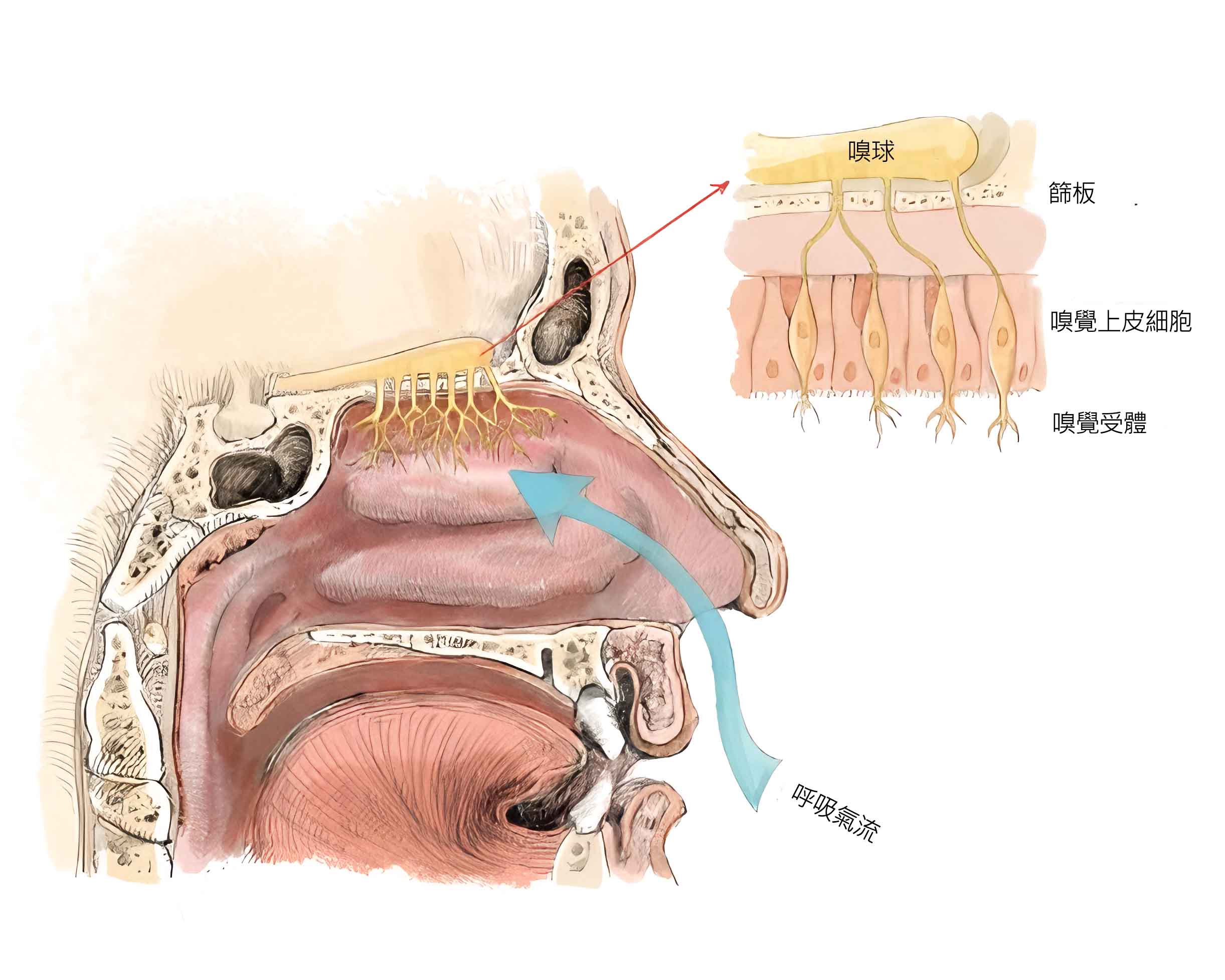 嗅神經示意圖 聞香改變大腦:氣味如何“操控”快樂激素,提升記憶與情緒?