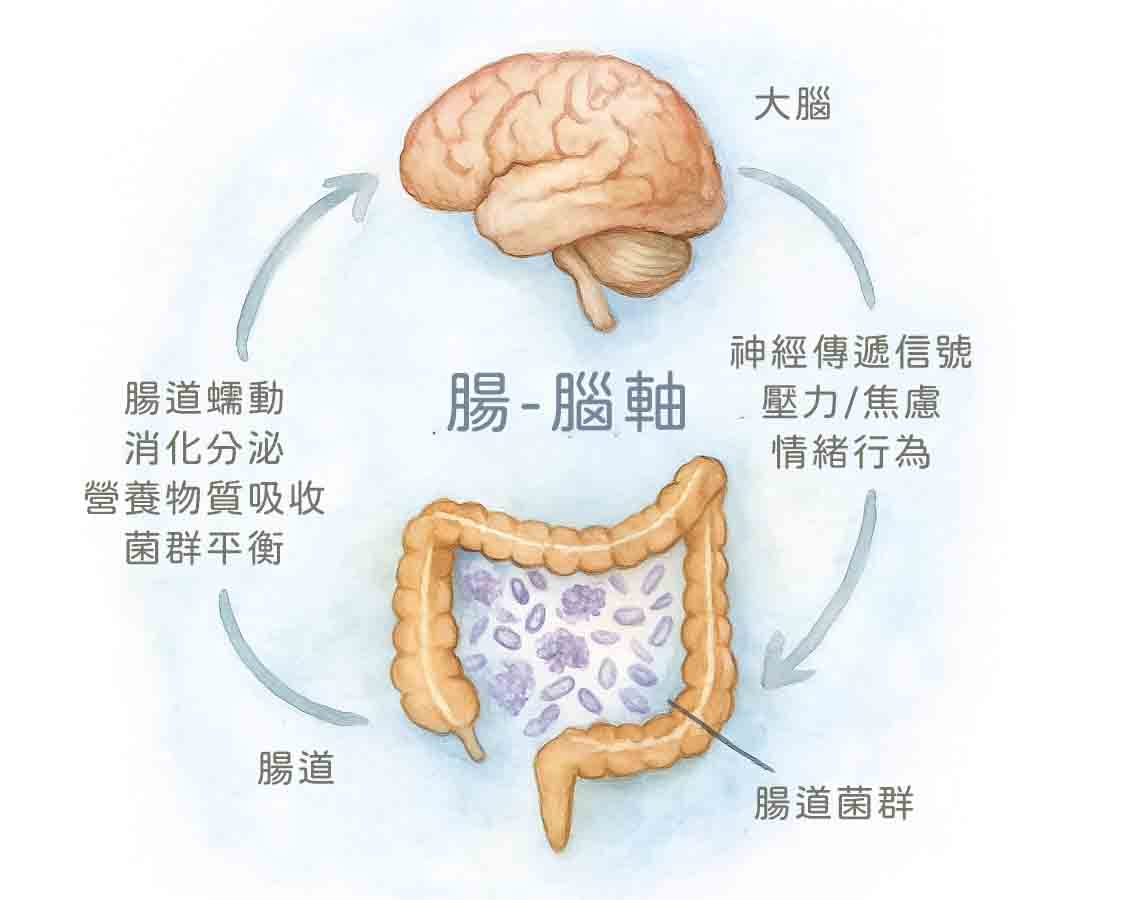 brain-gut 首頁