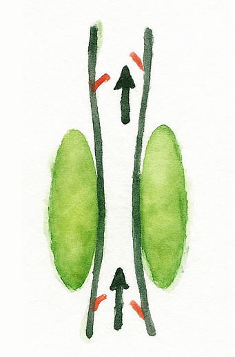 Skeletal-Muscle-Pump 從腿部到心臟的生死線：久坐族必知的『第二心臟』保命法