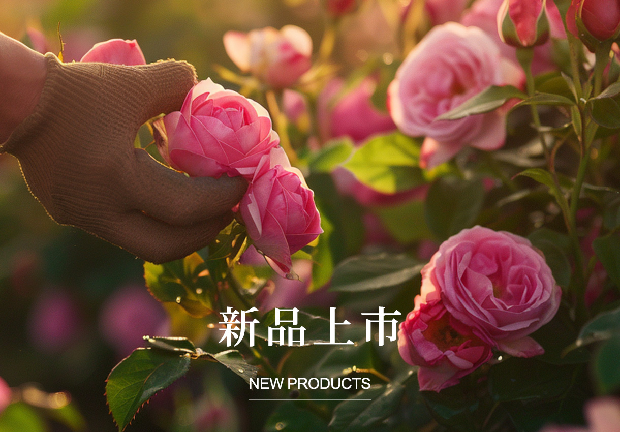 新品上市New Products