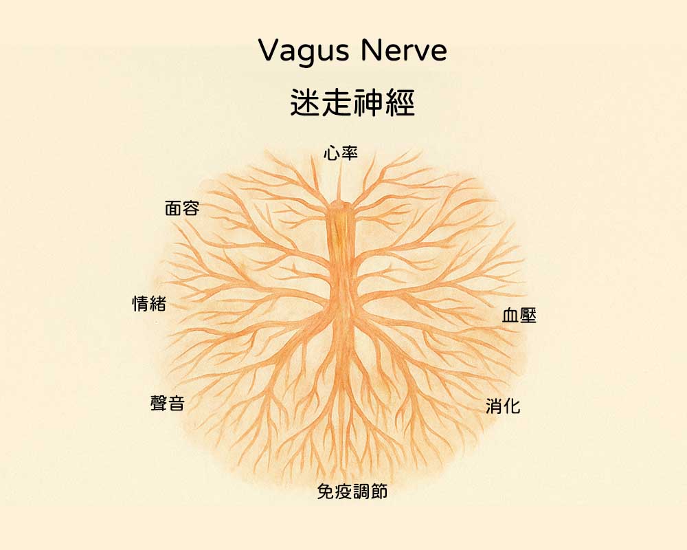 迷走神經－掌管你腸道健康與情緒的關鍵！8個方法+穴位按摩，啟動身體修復力