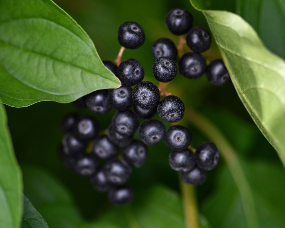 357 果實裡的科學:解鎖十二大抗癌水果的細胞防禦術