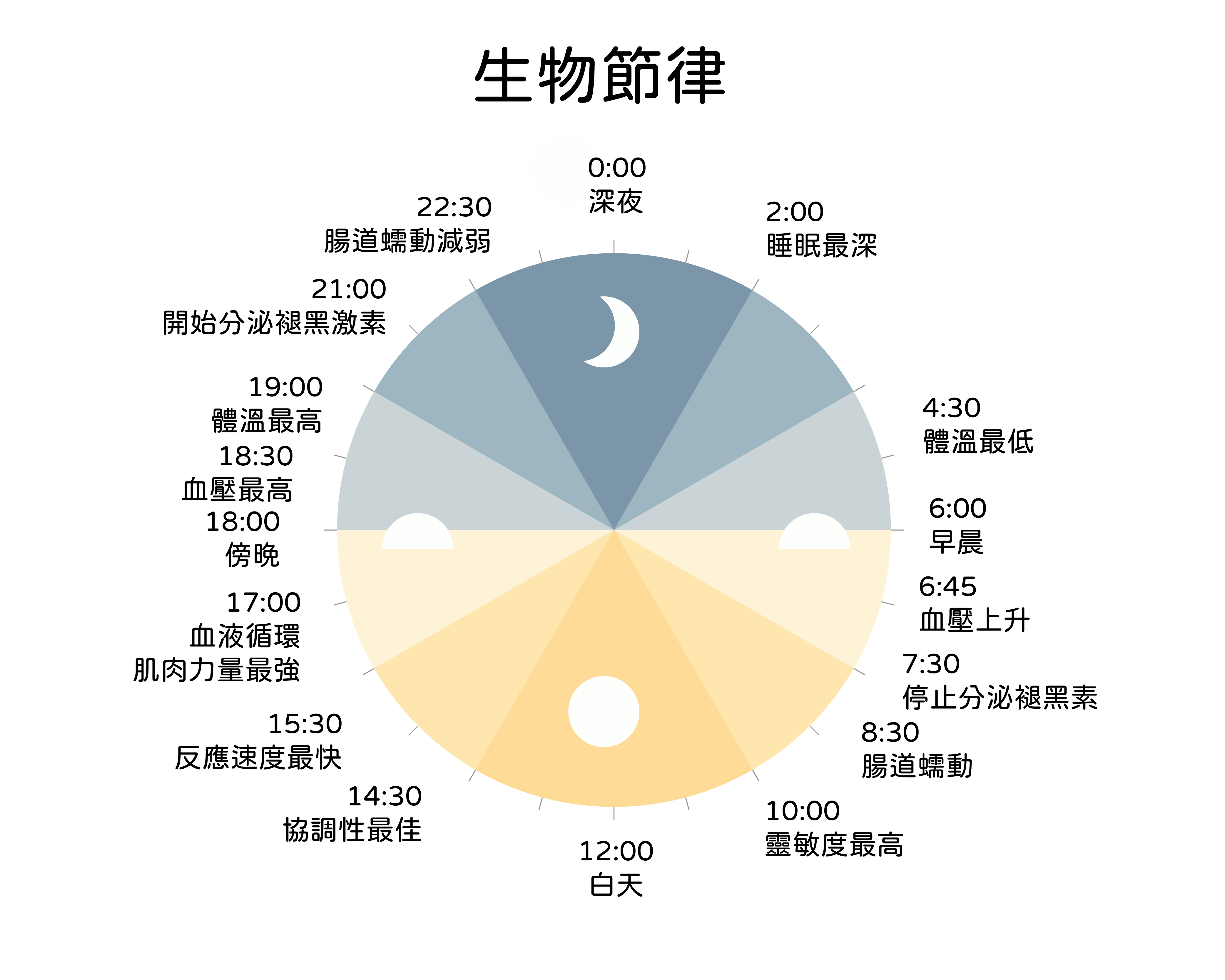 生物節律示意圖 身體裡的日夜節律的魔術師：血清素與褪黑激素的和諧共舞