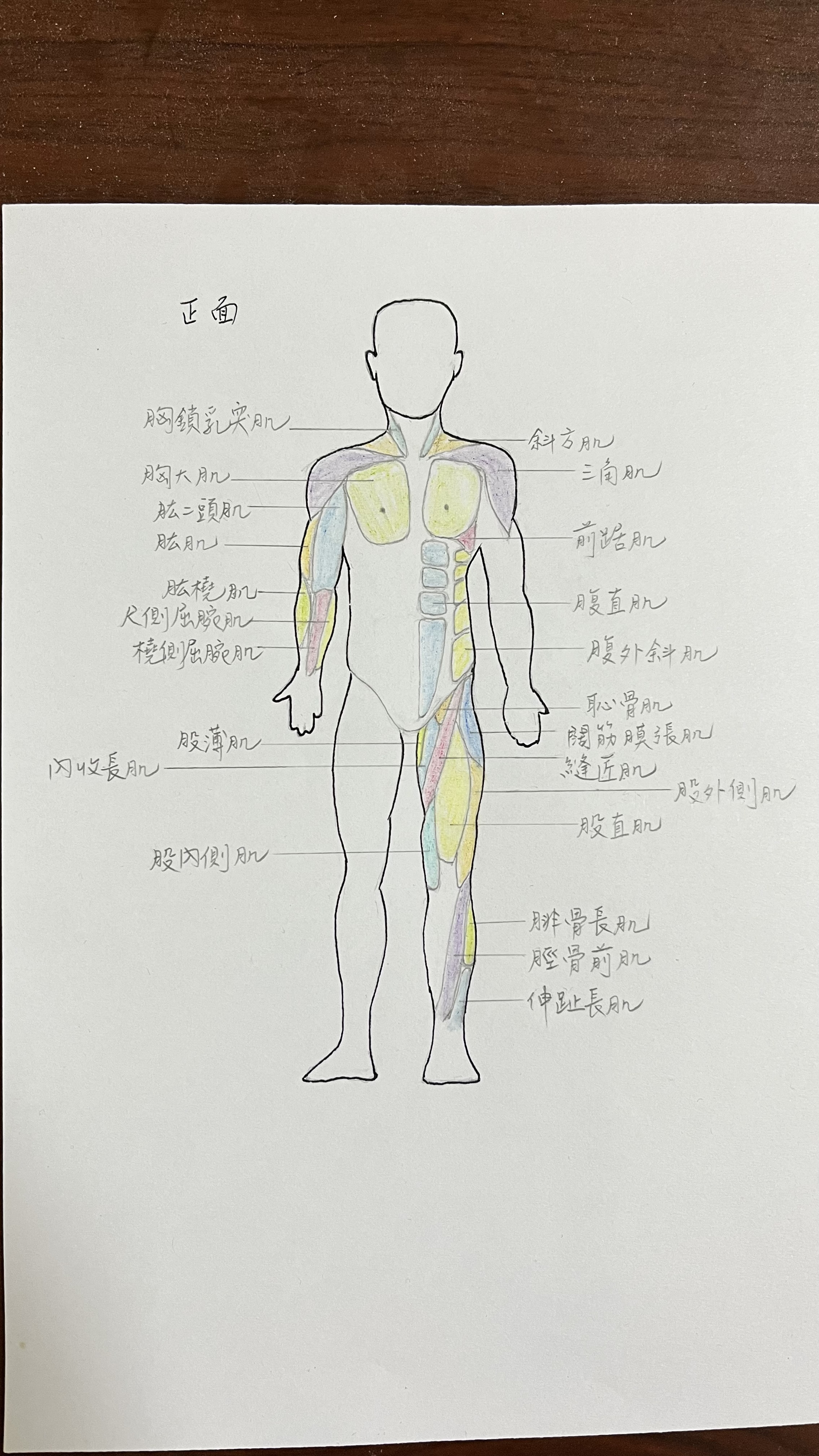 IMG_2622 肌肉不只是運動工具！解析人體肌肉的七大功能