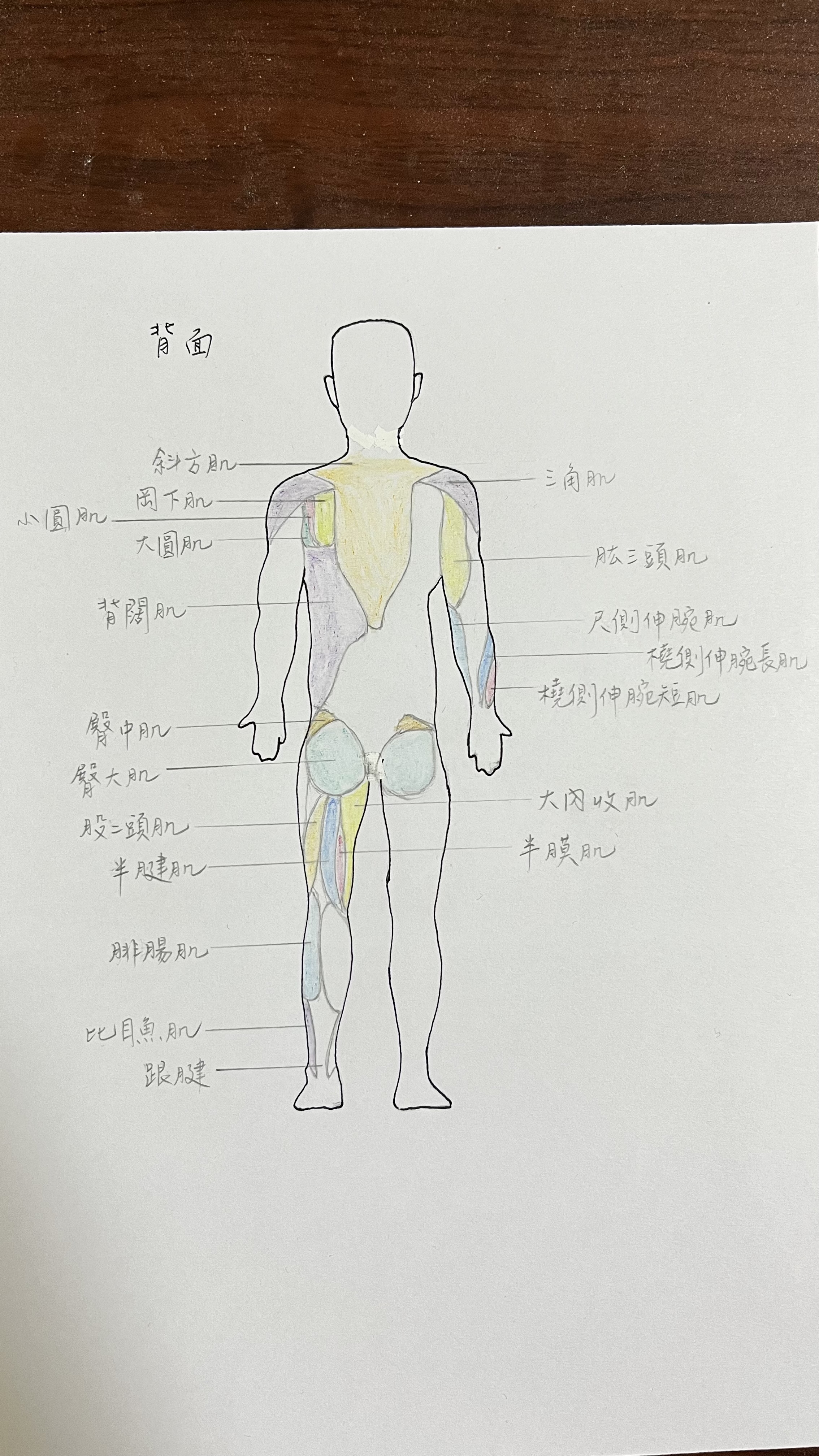 IMG_2624 肌肉不只是運動工具！解析人體肌肉的七大功能