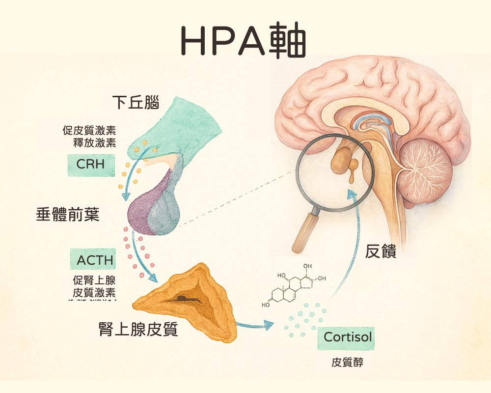 當大腦拉響「錯誤警報」：破解焦慮的腦科學與實證解法