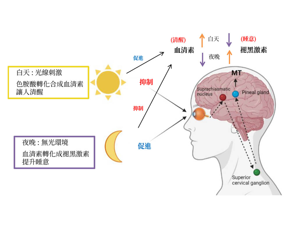 %E4%BA%BA%E9%AB%94%E7%9D%A1%E7%9C%A0%E6%A9%9F%E5%88%B6 身體裡的日夜節律的魔術師：血清素與褪黑激素的和諧共舞